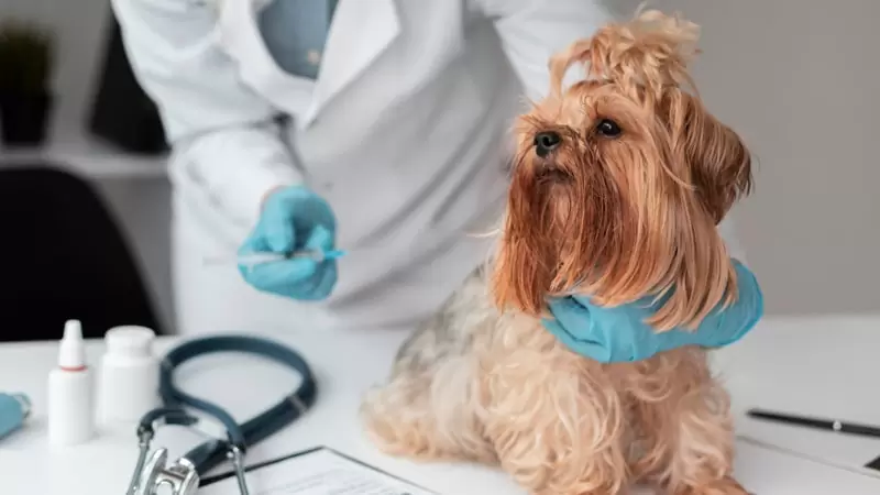 Consultoría Veterinaria